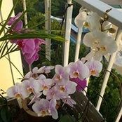 Foto von Junnie Cheah