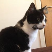 Remo De-iuliis's photo