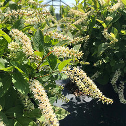Current Featured Plants - Products