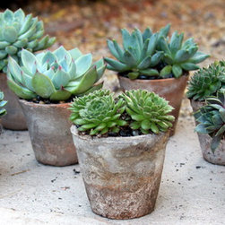 Succulent arrangements - Outdoor Pots And Planters