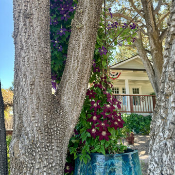 Summer Garden Surprises