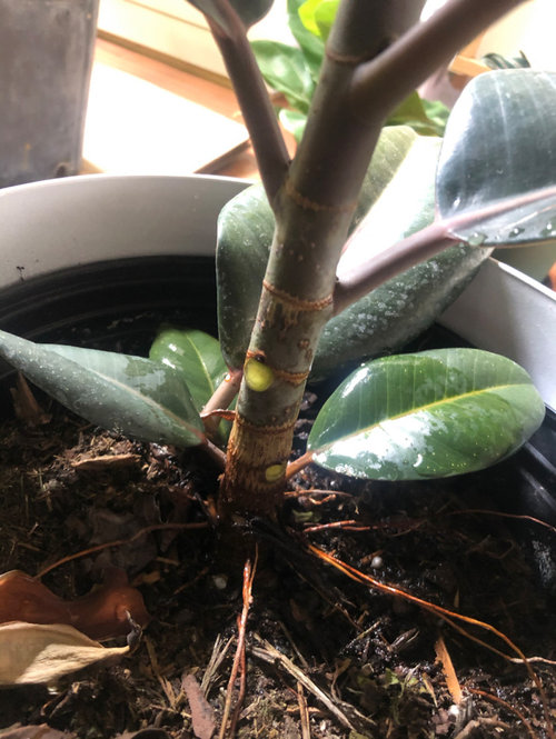 Why is my rubber tree's leave just falling?
