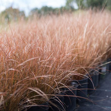 Grasses