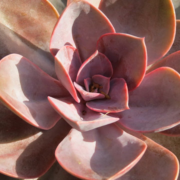 Zero Lawn Xeriscape