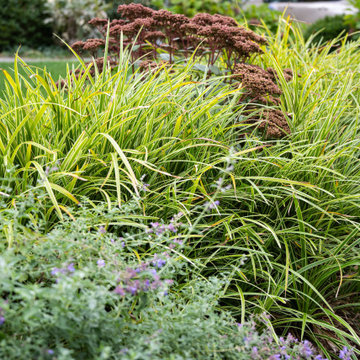 Lush Front Yard