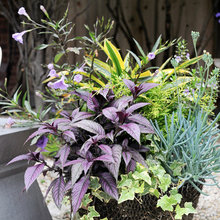 summer container garden