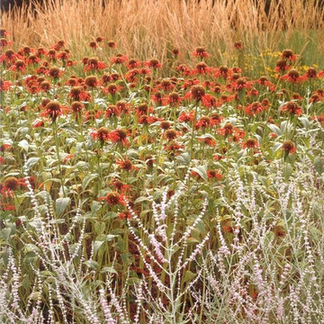 Butterfly Meadows