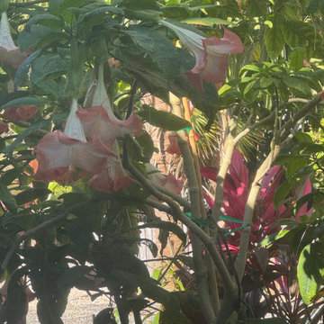 Tropical Garden & Flower Installation in Key West