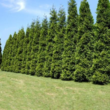 Other Landscaping