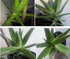 need help to identify this Aloe plant; Aloe Vera??? | Houzz Forum