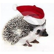 Terri Norton's photo