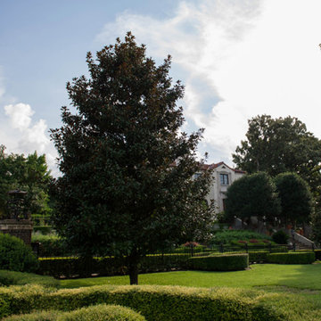 Evergreen Trees & Shrubs