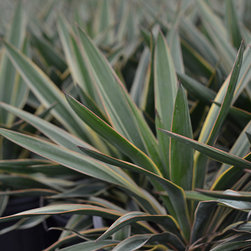 Current Featured Plants - Products