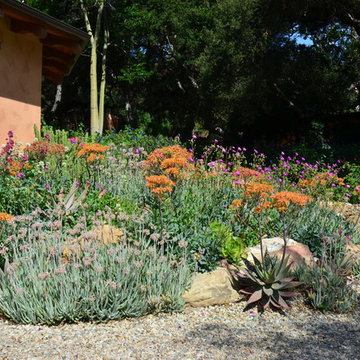 Succulents