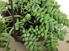 plant pots big BEMAY 12" Ceramic Plant Pots, Large Flower Pots with Drain Holes & Plu