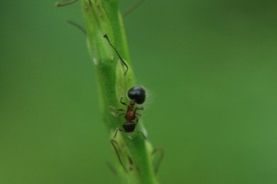 Ant on a stem - Singapore
