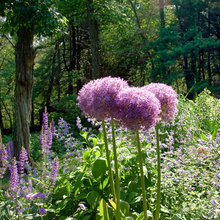 Greenery I Like
