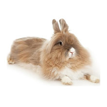 Lionhead Rabbit Images
