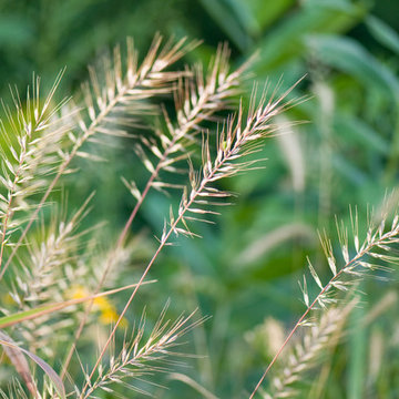 Great Design Plant: Elymus hystrix