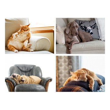 Pet Proofing Your Home -- 6 Tested Steps