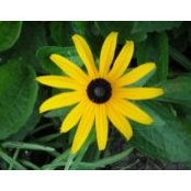 Lynn Johannesson's photo
