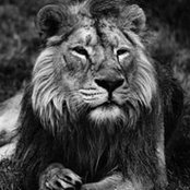 Leo Cubizolles foto