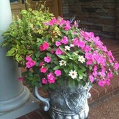 Lori Wells's photo