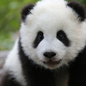 Foto de pandaface2
