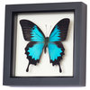 Real Blue Mountain Swallowtail Framed Butterfly