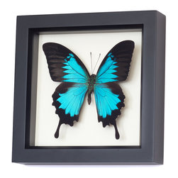 Bug Under Glass - Real Blue Mountain Swallowtail Framed Butterfly - Decorative Objects And Figurines