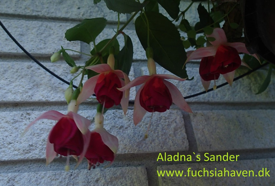 Fuchsia liste 2020 (her ses fotos af en mindre del af de fuchsia vi producere)
