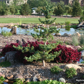 Koi Ponds and Water Gardens