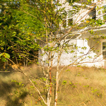 Modern Meadow Garden