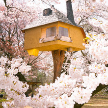 桜を愛でる、美しい日本の家