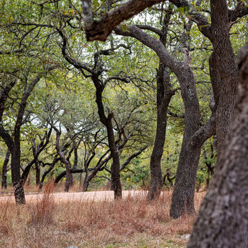 Boot Ranch | Texas Live Oaks