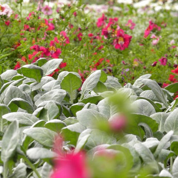 Vibrant Landscape Design