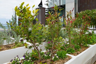 This is an example of a coastal garden in Melbourne.