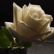 Hamish Morgan's photo