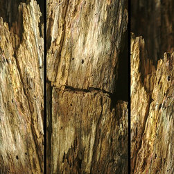 Old Tree Trilogy - Prints And Posters