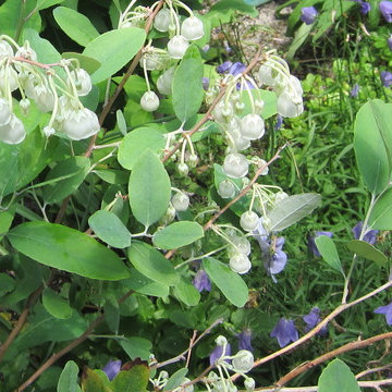 Zenobia pulverulenta 'Woodlanders Blue', Campanula rotundifolia 120610