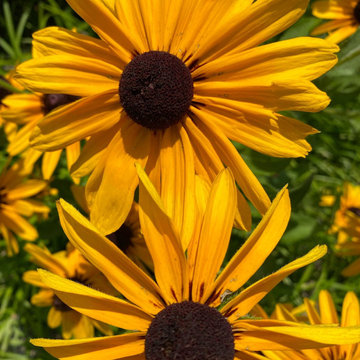 Images of Garden Projects
