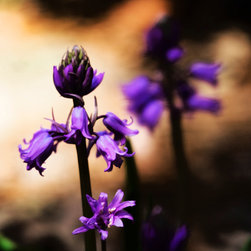 Fine Art Decor_Floral - Artwork