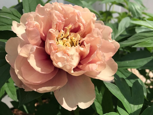 Пион Кэролайн констебль Paeonia Caroline Constabel