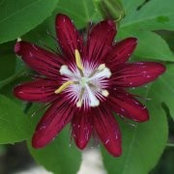 Marcia Boring's photo