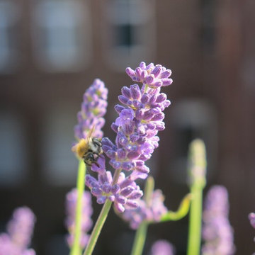 Naturnahe Dachterrasse in der Kölner City