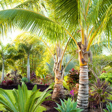 backyard plants