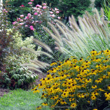 2529 Harris Backyard ideas