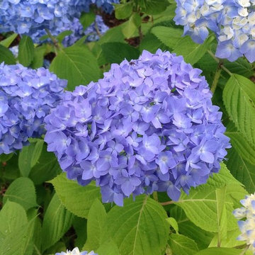 Hydrangea Festival Contest