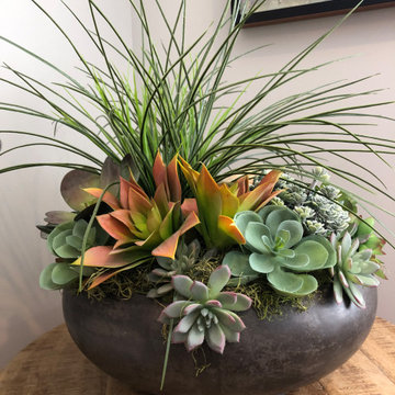 Custom Succulent Arrangements