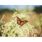 Debbie Silva's photo